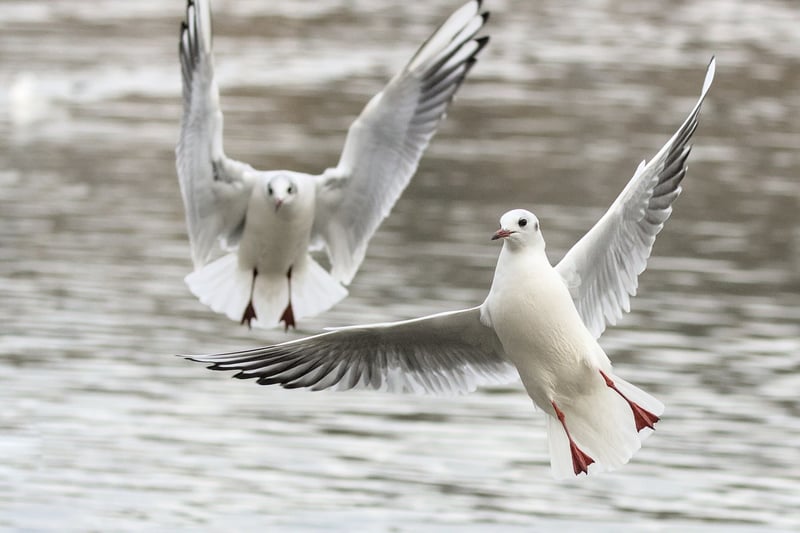 Bird Watching