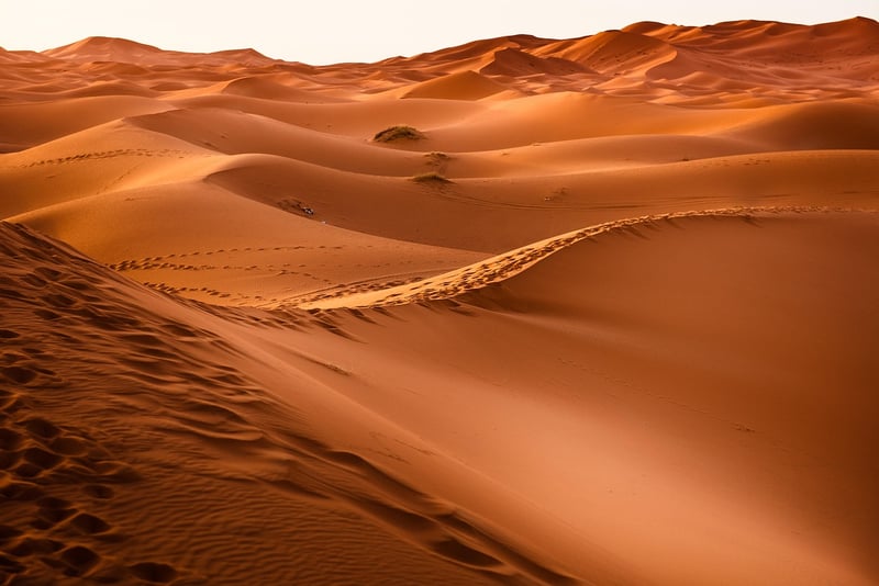 Desert Expedition